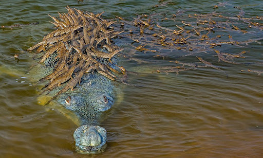 Nằm mơ thấy cá sấu đẻ trứng có ý nghĩa gì?